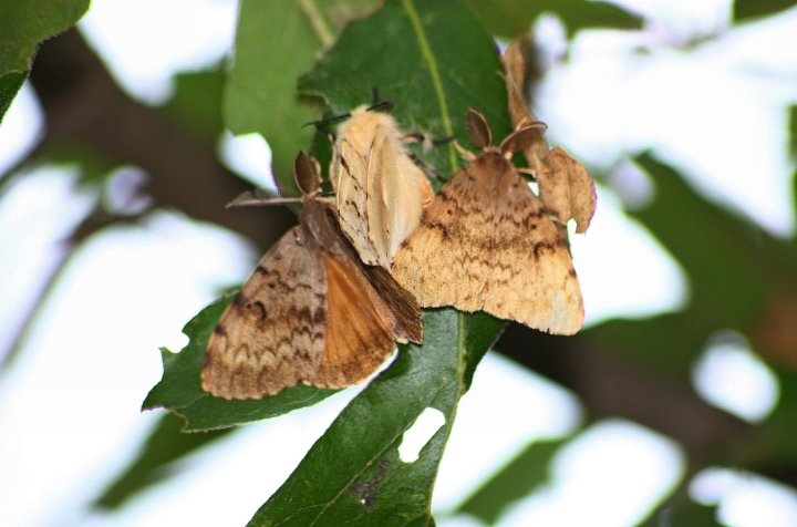 Assembramenti di farfalle